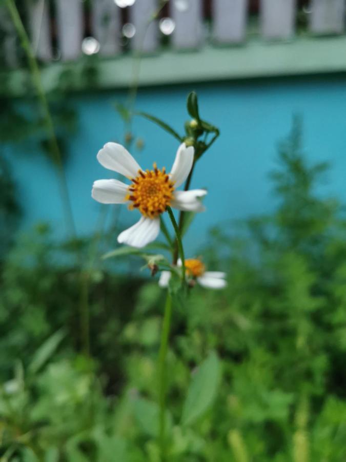 Home Garden Chaeson บ้านสวน ชวนฝัน ラムパーン エクステリア 写真
