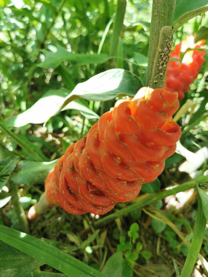 Home Garden Chaeson บ้านสวน ชวนฝัน ラムパーン エクステリア 写真