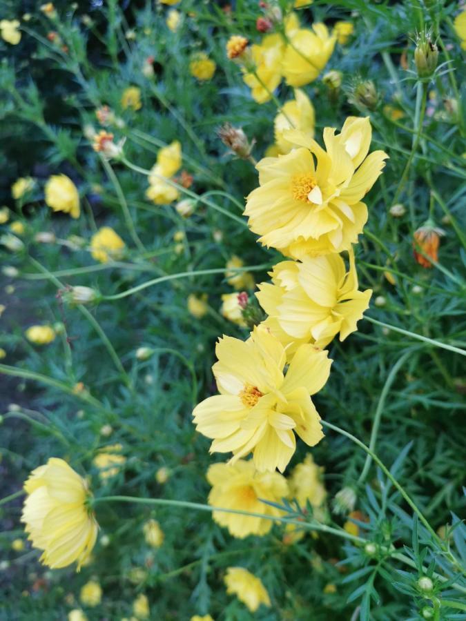 Home Garden Chaeson บ้านสวน ชวนฝัน ラムパーン エクステリア 写真
