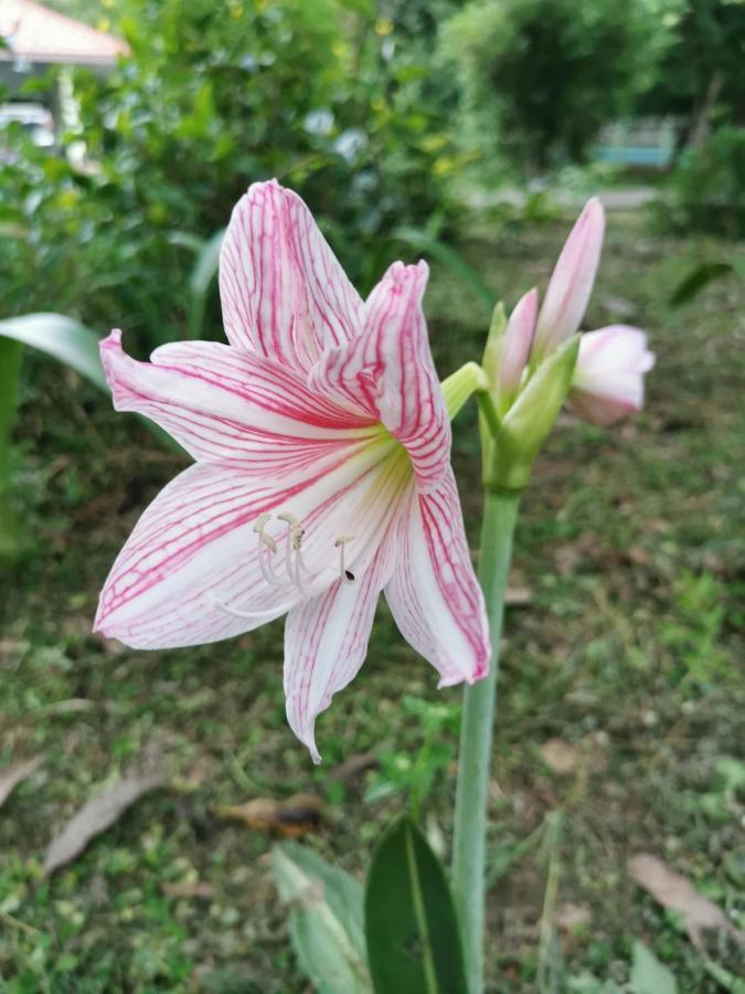 Home Garden Chaeson บ้านสวน ชวนฝัน ラムパーン エクステリア 写真