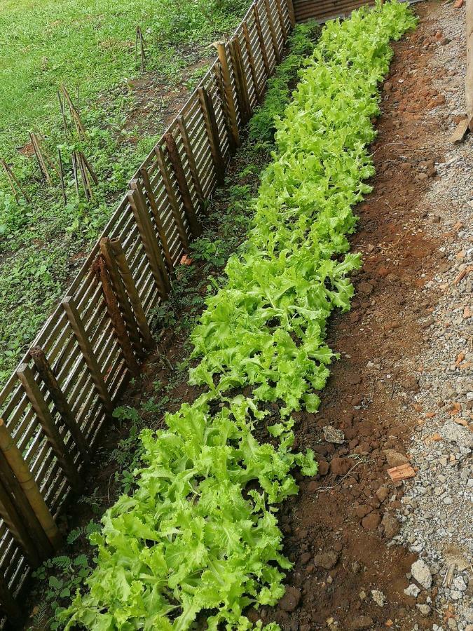 Home Garden Chaeson บ้านสวน ชวนฝัน ラムパーン エクステリア 写真